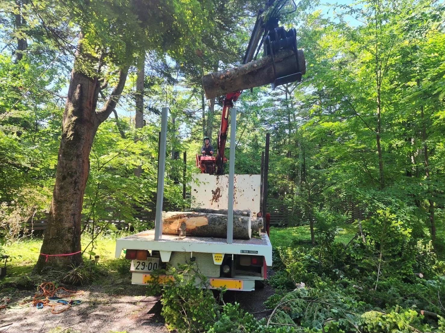 作業員が樹高約30mのモミの木をつかみ機で持ち上げてトラックの荷台に乗せる