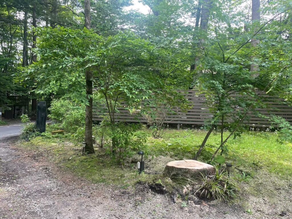 樹高約30mのモミの木を伐採後